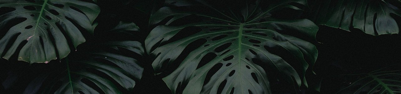 Ilustração Hero Banner do Artigo Aura Botanica Kérastase