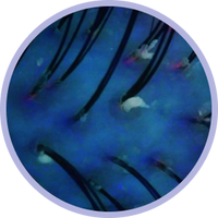 parameter background